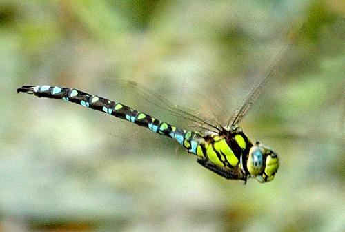 Dragonfly. Thasos