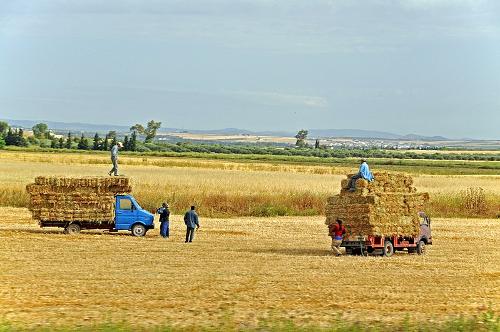 Hay harvest Tunisia