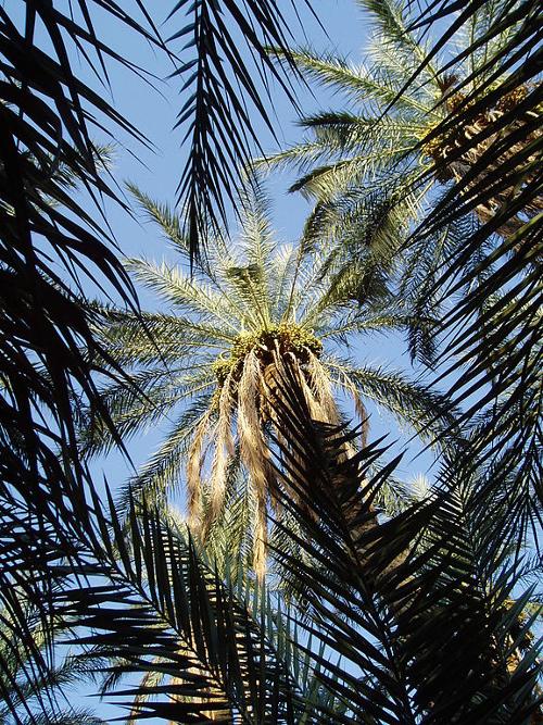 Palm tree in Tozeur, Tunisia