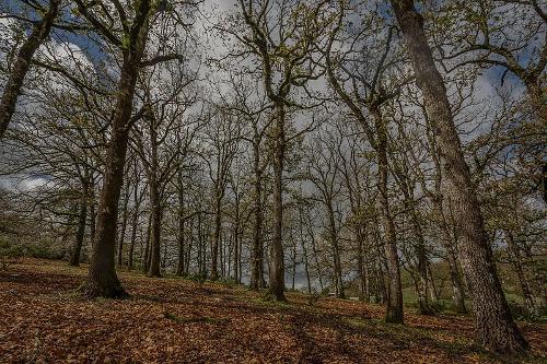 Forest of Ain Drahem, Tunisia