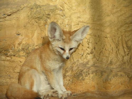 Fennec Fox, Tunisia
