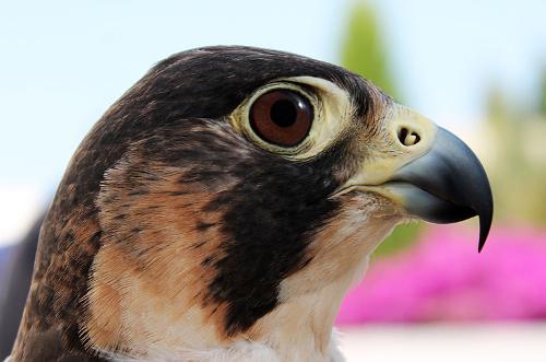 Falcon, Tunisia