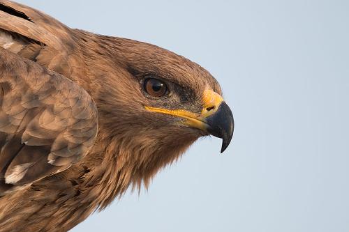 Steppe Eagle, Ukraine