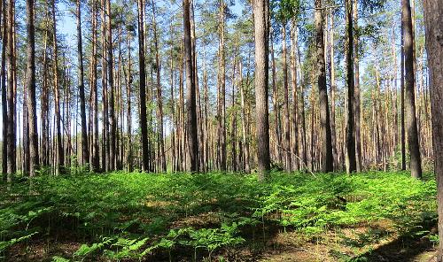 Pine Forest, Ukraine