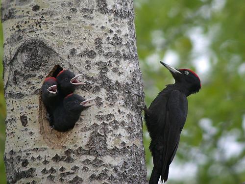 Black Woodpecker, Ukraine
