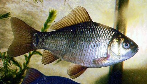 Crucian Carp, Ukraine