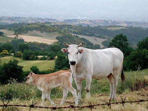 Chianina cow and calf