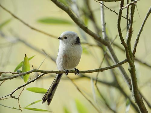 Long-tailed Tit Umbria