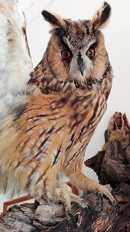 Long-eared owl Umbria
