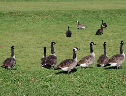 Wild Geese are common in Uruguay