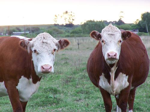 Hereford Cows, Uruguay