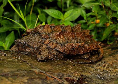 Alligator snapping turtle, USA
