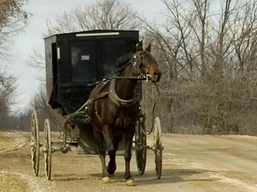 Mennonites still drive only horse and carriage in the USA