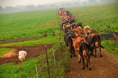 Cattle in Ohio USA