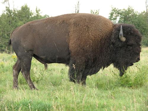 Bison, national animal of the USA