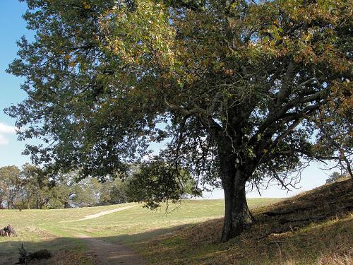 California black oak, USA
