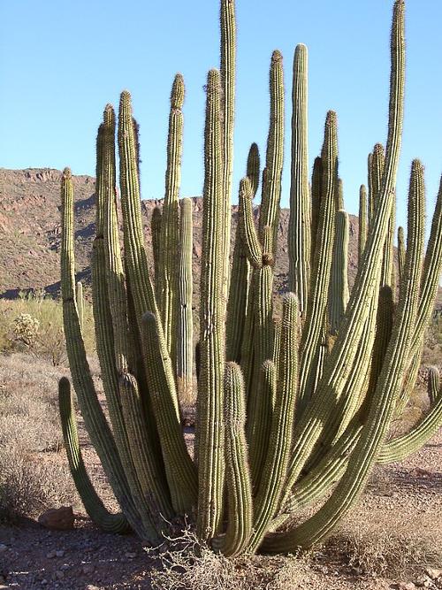 Organ pipe cactus, USA
