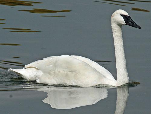 Trumpeter swan, rare in the USA