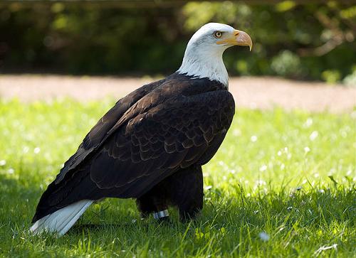 Bald eagle, national bird of the USA