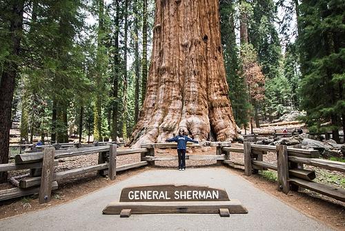 'General Sherman' Sequoia tree, USA