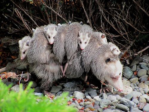 Virginia or North American opossum, USA