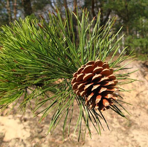 Pinus rigida or pitch pine, USA