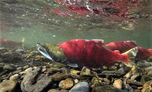 Sockeye salmon, USA
