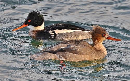 Female and male middle goosander Veneto