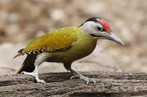 grey-headed woodpecker