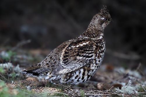 Hazel grouse Veneto