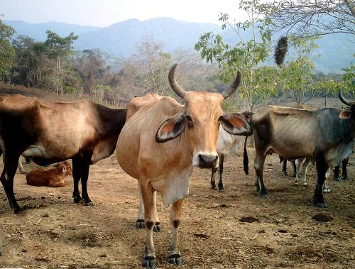 Cattle, Venezuela