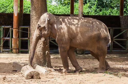 Indian elephant at the Ho Chi Minh City Zoo, Vietnam