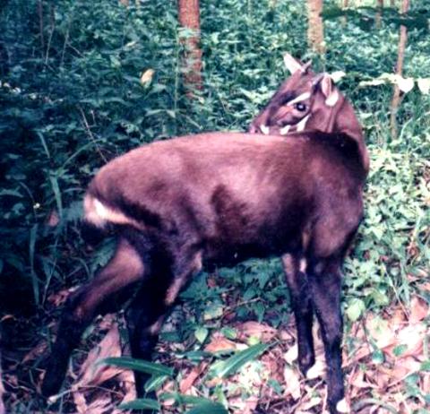 Saola Vietnam