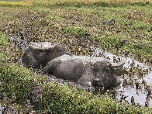 Carabao, national animal of Vietnam