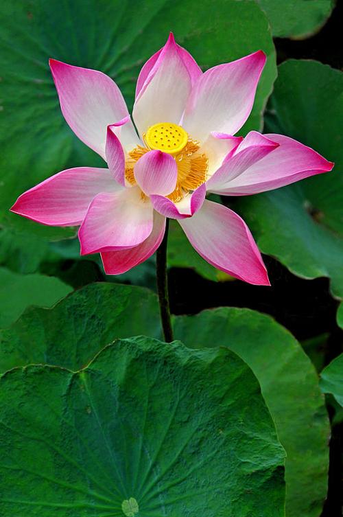 Red lotus, the national flower of Vietnam