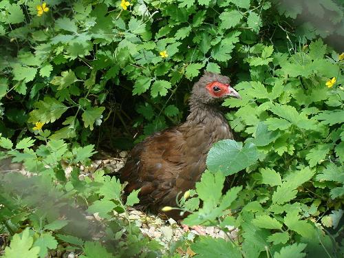 Edward's' Pheasant, Vietnam