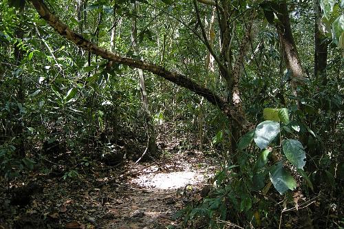 Vietnam rainforest