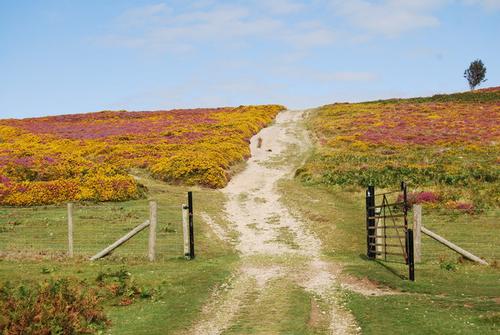 Path through the moors in North Wales