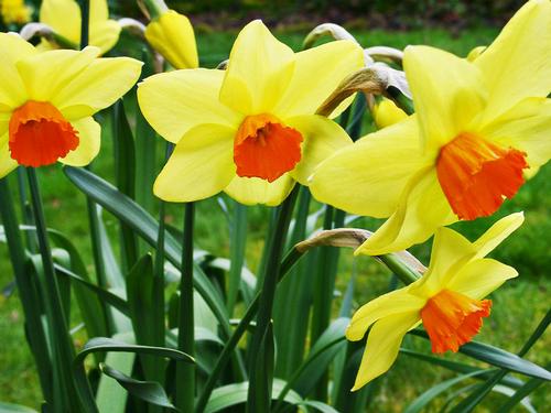 The daffodil is the national flower of Wales