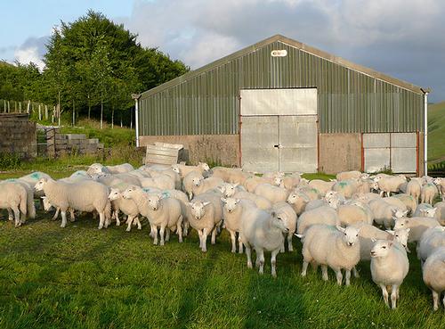 Sheep farm, Wales