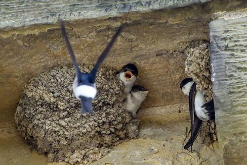 House Martin