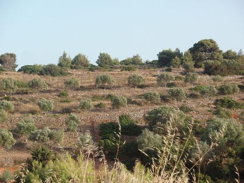 Olive trees, Zakyntkos