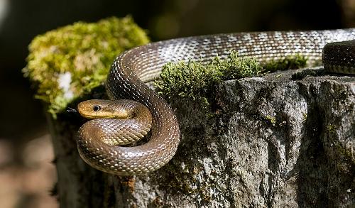 Esculape Snake, Zakynthos