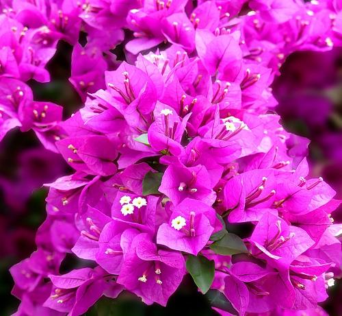 Bougainvillea, Zakynthos