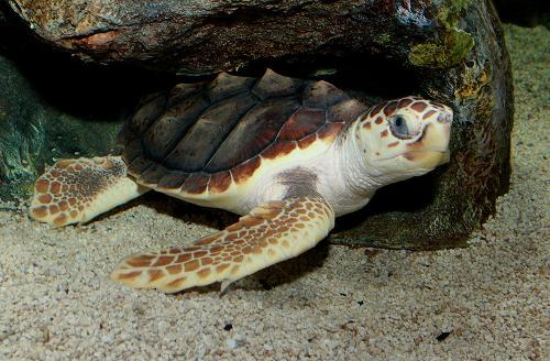 Caretta Caretta, Zakynthos