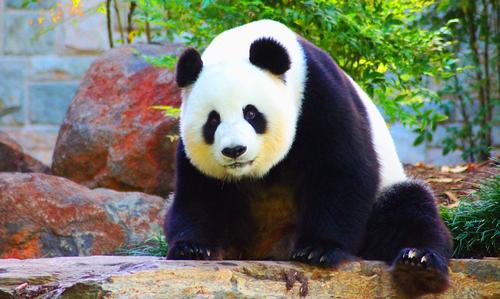 Adelaide Giant panda in the Zoo