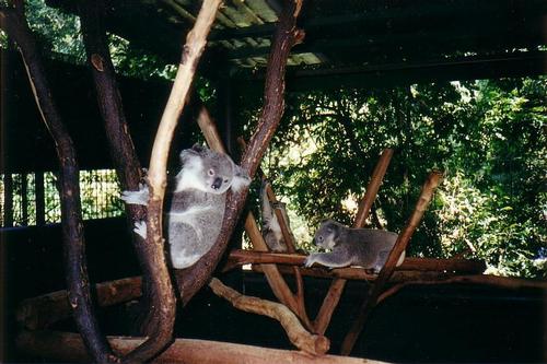 Lone Pine Koala Sanctuary Brisbane 