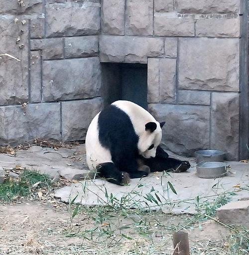 Giant Panda in the zoo of Beijing 