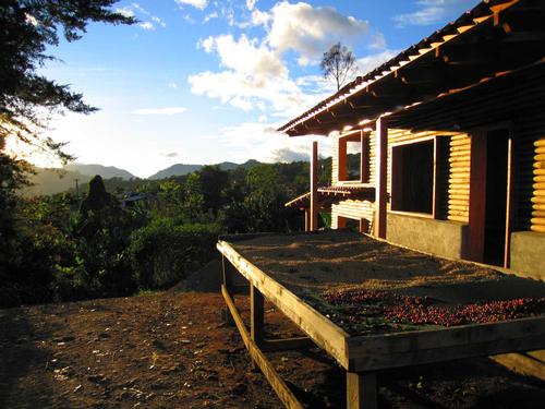 Coffee Farm San Jose Costa Rica