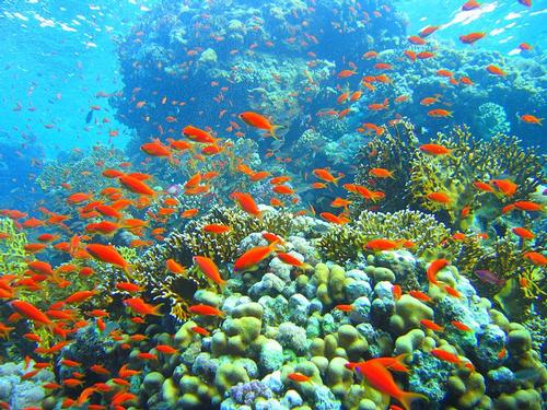 Makadi Bay Coral Reef